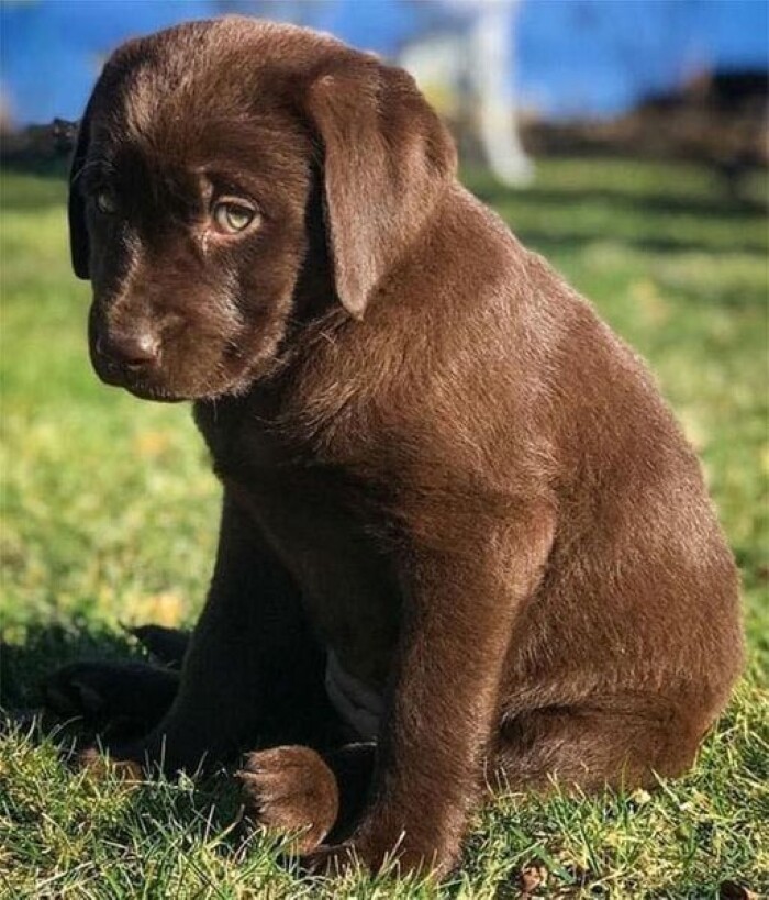 10 sad dog expressions