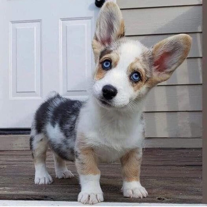 10 sad dog expressions 3