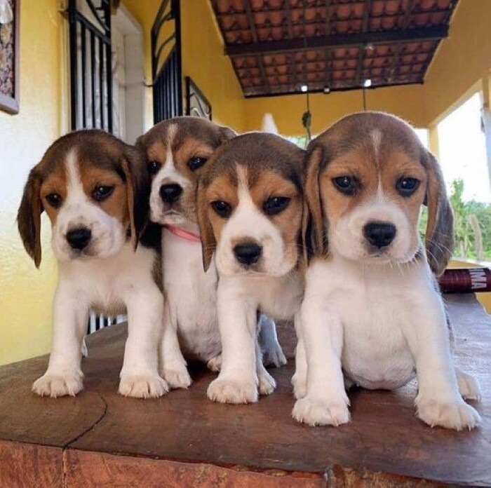 10 sad dog expressions 4