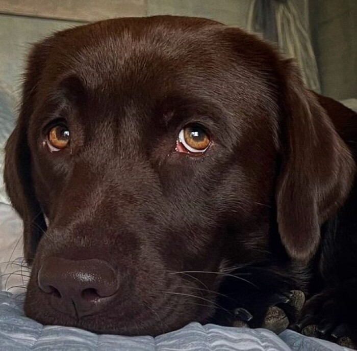 10 sad dog expressions 7