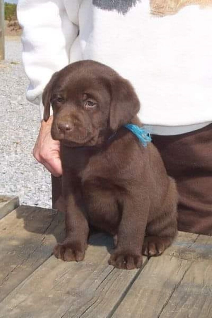 10 sad dog expressions