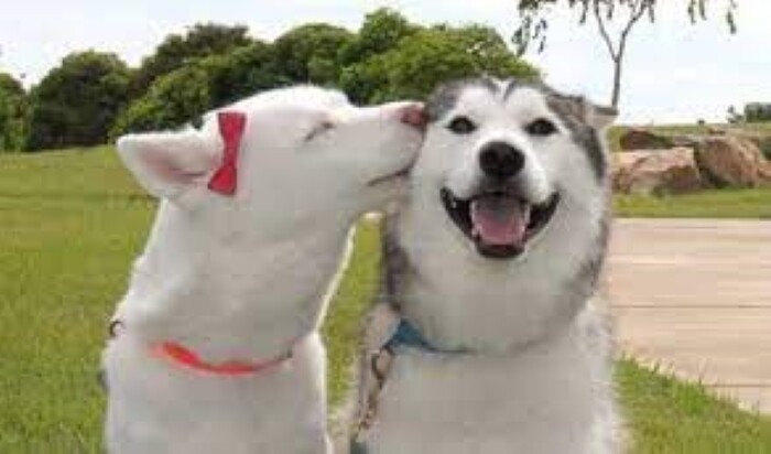 Top 10 types of dogs smiles 16 10 types of dogs smiles 1