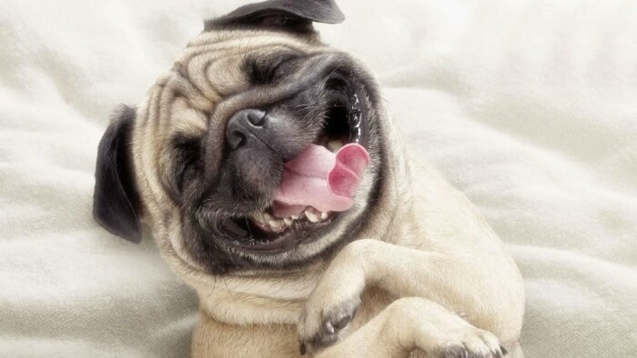 Top 10 types of dogs smiles 12 10 types of dogs smiles