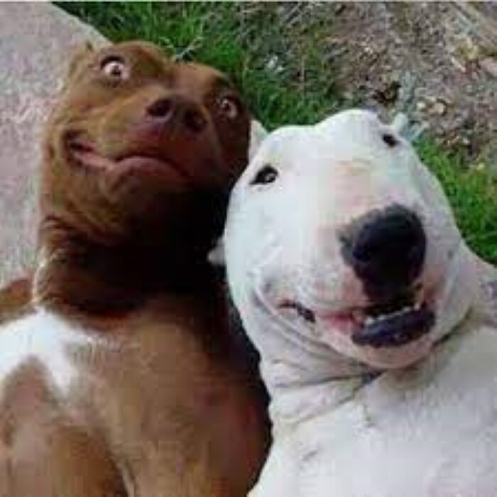 Top 10 types of dogs smiles 11 10 types of dogs smiles