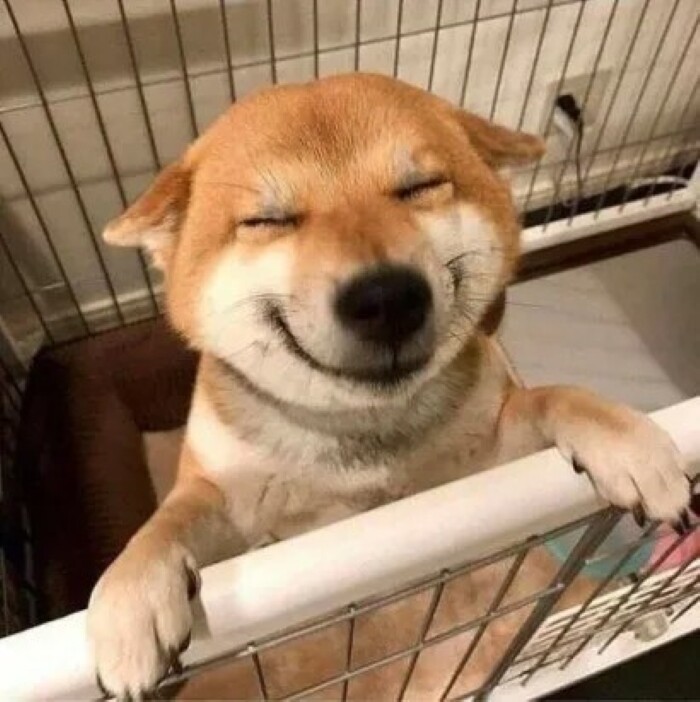 Top 10 types of dogs smiles 10 10 types of dogs smiles