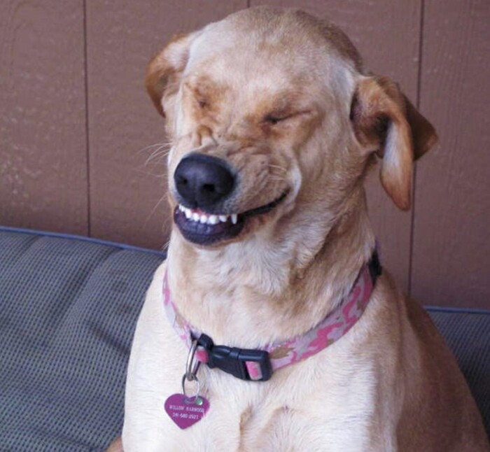Top 10 types of dogs smiles 8 10 types of dogs smiles