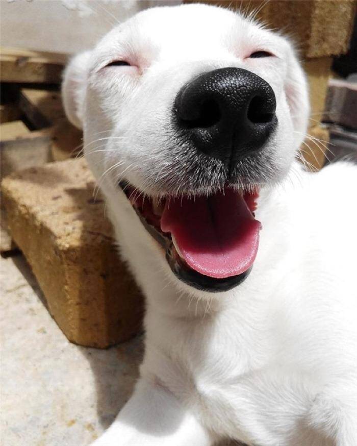 Top 10 types of dogs smiles 7 10 types of dogs smiles