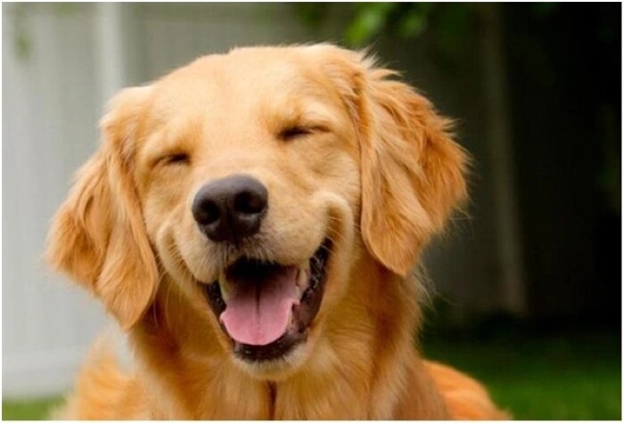 Top 10 types of dogs smiles 5 10 types of dogs smiles