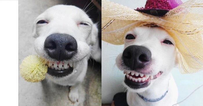 Top 10 types of dogs smiles 4 10 types of dogs smiles