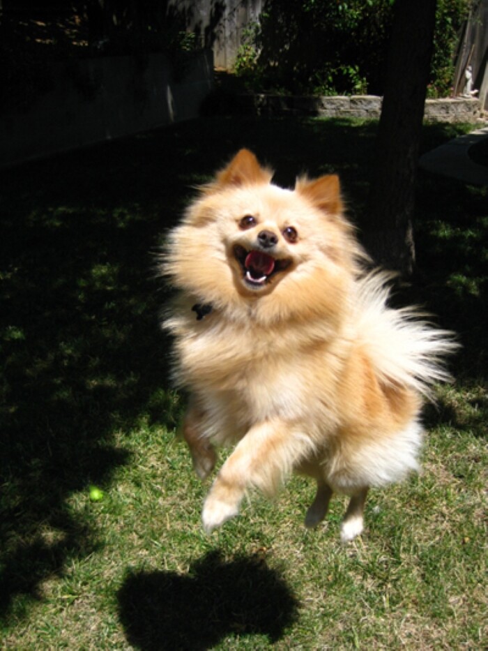 Top 10 types of dogs smiles 3 10 types of dogs smiles