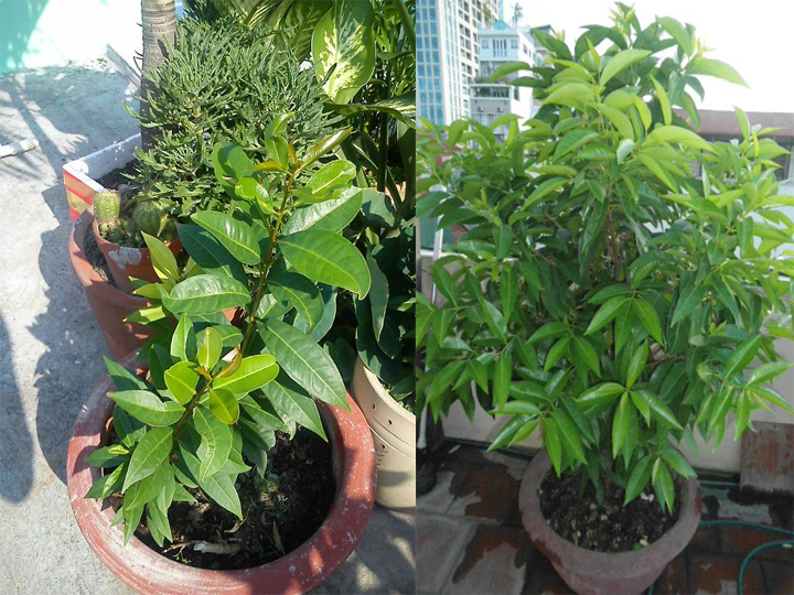 Những tác hại của môi trường sống khi có ít cây xanh bảo vệ 16 Những tác hại của môi trường sống khi có ít cây xanh bảo vệ