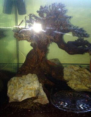 Crayfish luong tinh e1735125154790
