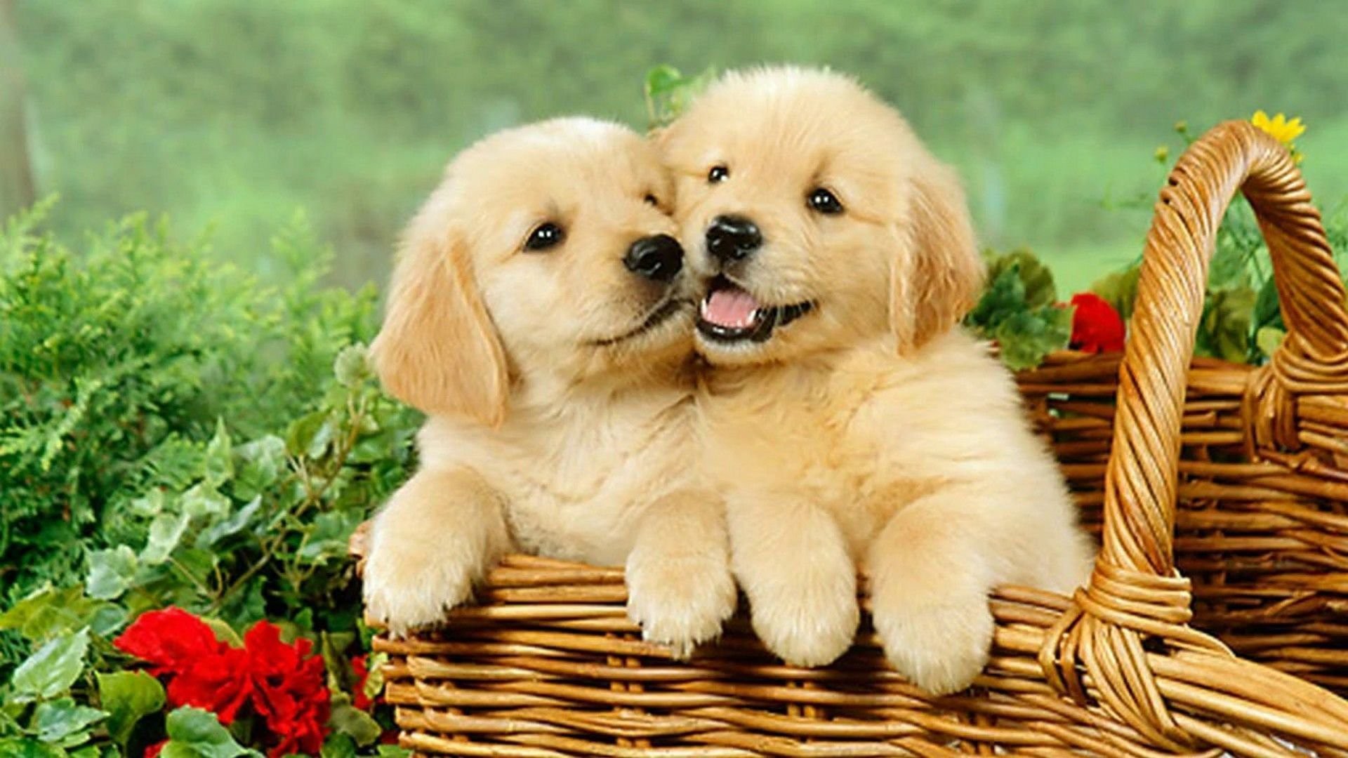 Kinh Nghiệm Nuôi Chó Con Tại Nhà