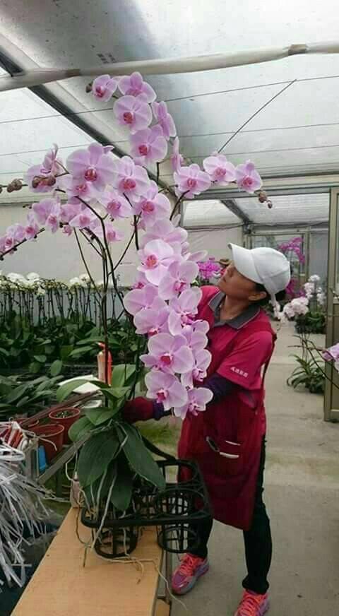 Kỹ Thuật Chăm Sóc Phong Lan Tại Nhà