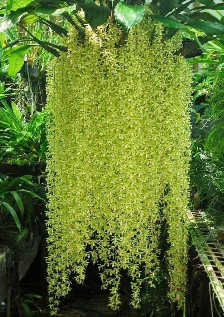 Kỹ Thuật Chăm Sóc Phong Lan Tại Nhà