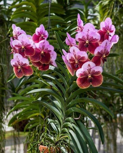 Kỹ Thuật Chăm Sóc Phong Lan Tại Nhà