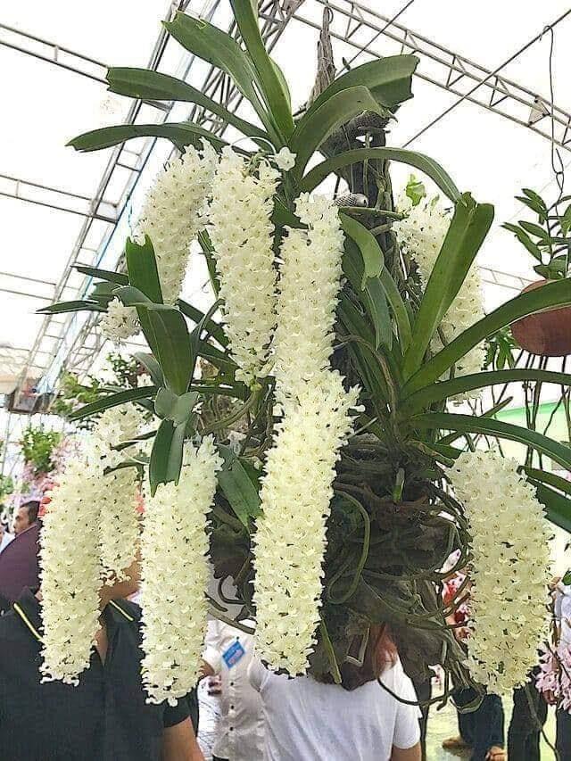 Kỹ Thuật Chăm Sóc Phong Lan Tại Nhà