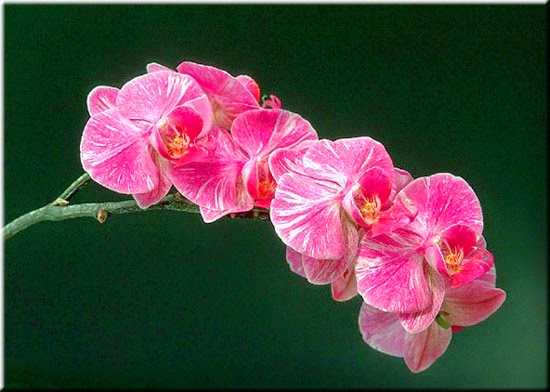 Kỹ Thuật Chăm Sóc Phong Lan Tại Nhà