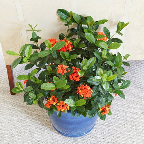 Những Cây Cảnh Luôn Làm Toát Lên Vẽ Quý Phái Cho Chủ Nhân