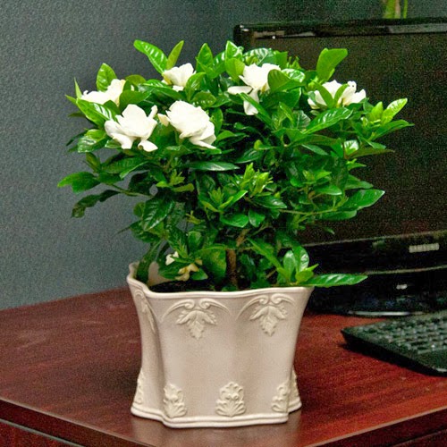 Những Cây Cảnh Luôn Làm Toát Lên Vẽ Quý Phái Cho Chủ Nhân