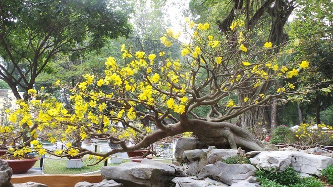 ban mai vang co thu