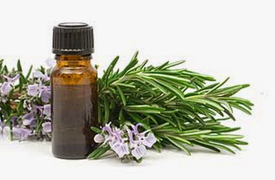 cây hương thảo dược liệu