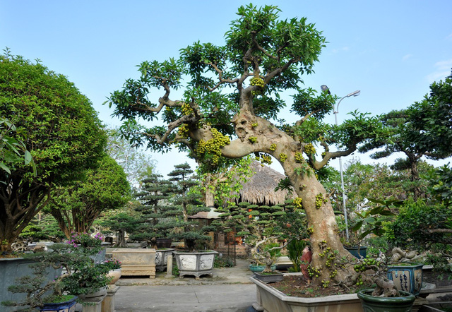 Cây Sung Bonsai Đẹp từng centimet 6 Chăm sóc cây sung cảnh quả sai trĩu cành chơi Tết