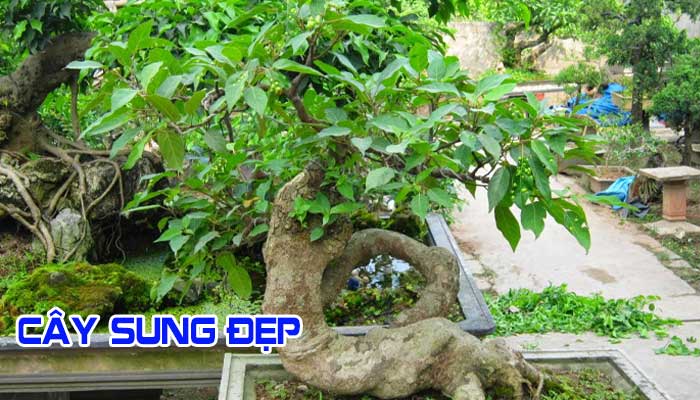 Những thế cây sung đẹp chơi tết