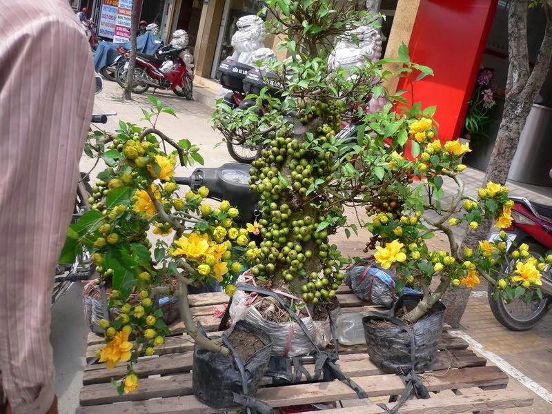 Cây Sung Bonsai Đẹp từng centimet 9 Chăm sóc cây sung cảnh quả sai trĩu cành chơi Tết