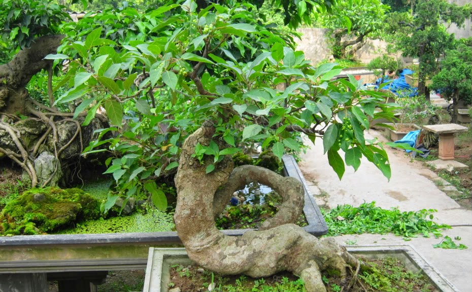 Cây Sung Bonsai - Đẹp từng centimet