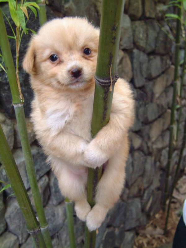 cho con cute