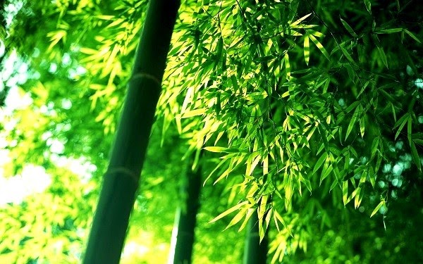 Những Loài Cây Từ Lúc Trông đến Khi Ra Hoa Phải Mất Vài Chục Năm (10)