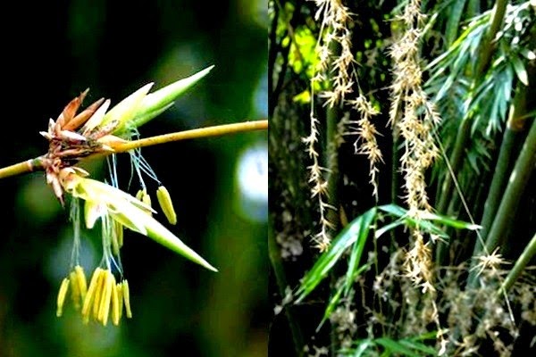 Những Loài Cây Từ Lúc Trông đến Khi Ra Hoa Phải Mất Vài Chục Năm (9)