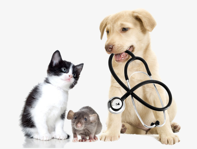 Phân Loại điều Trị Cho Thú Cưng