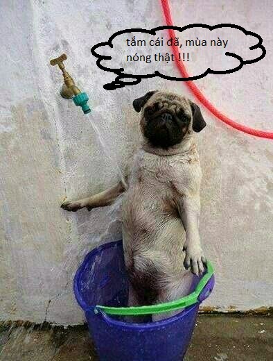 Bộ Sưu Tập ảnh Chế Hihi Hehe Không Muốn Cười Thì đừng Vào (1)