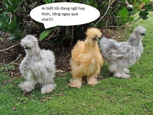 Bộ Sưu Tập ảnh Chế Hihi Hehe Không Muốn Cười Thì đừng Vào (3)