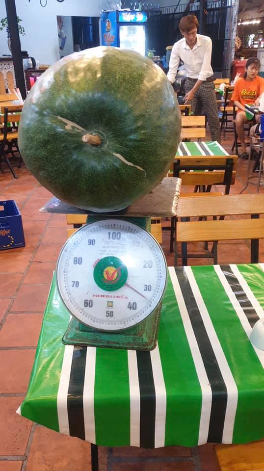 Việt Nam đã Có Những Trái Bí đao Khổng Lồ (2)