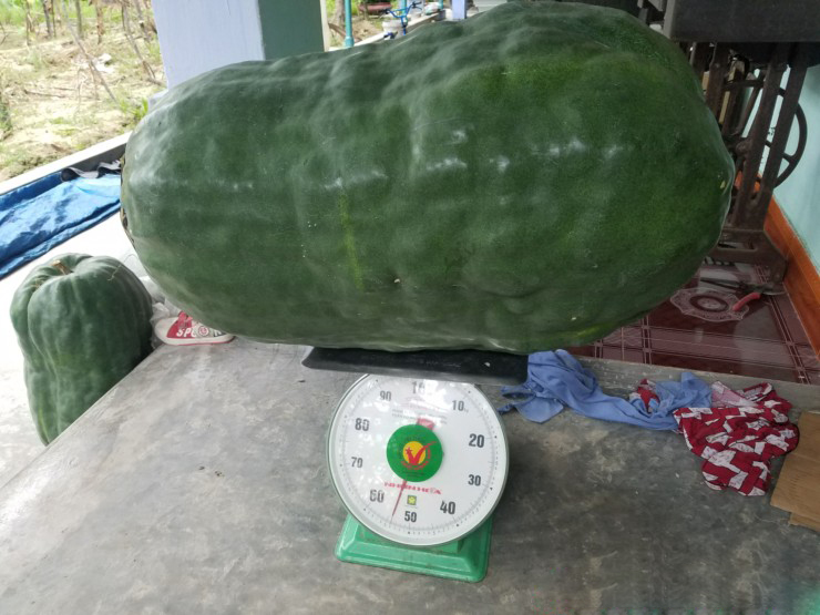 Việt Nam đã Có Những Trái Bí đao Khổng Lồ (3)