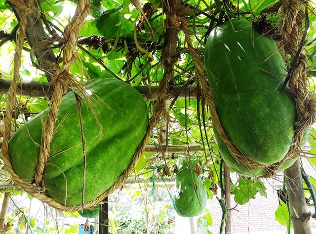 Việt Nam đã Có Những Trái Bí đao Khổng Lồ (6)
