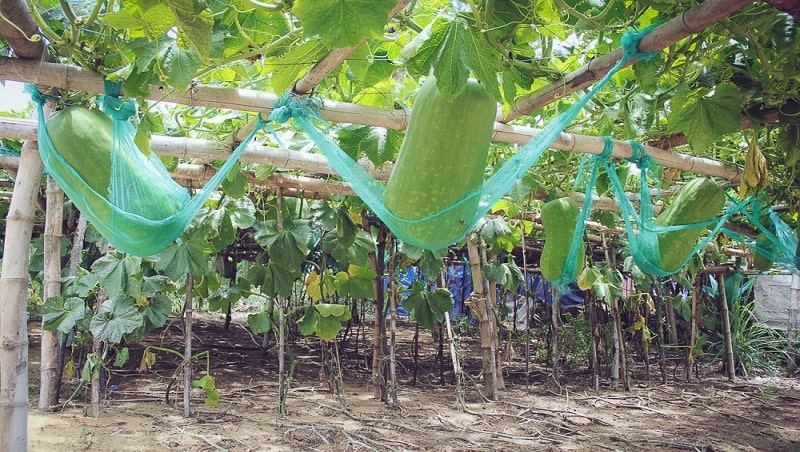 Việt Nam đã Có Những Trái Bí đao Khổng Lồ (8)