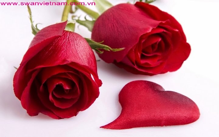 Những Công Dụng Tuyệt Vời Của Hoa Hồng Giúp Làm đẹp Cho Da