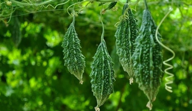 Mẹo Hay Làm đẹp Cho Bạn Gái Từ Mướp đắng