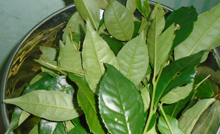 Những Phương Thức Làm đẹp Từ Trà Xanh