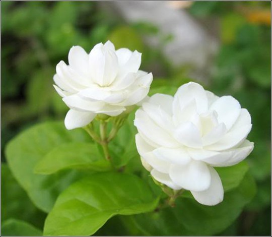 Công dụng làm đẹp của các loại tinh dầu thiên nhiên 2 Những loại hoa nhài có nhiều tinh dầu