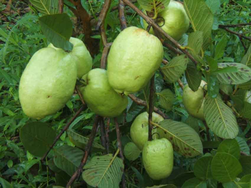 Công Dụng Hữu ích Của Trái ổi đối Với Sức Khỏe