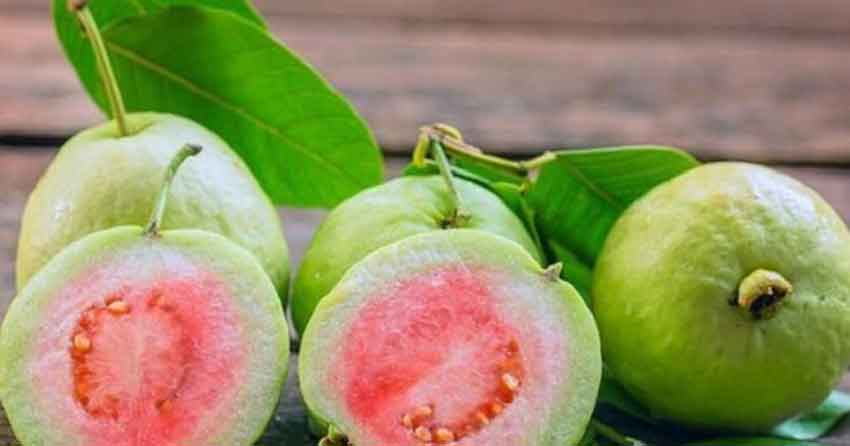 Công Dụng Hữu ích Của Trái ổi đối Với Sức Khỏe
