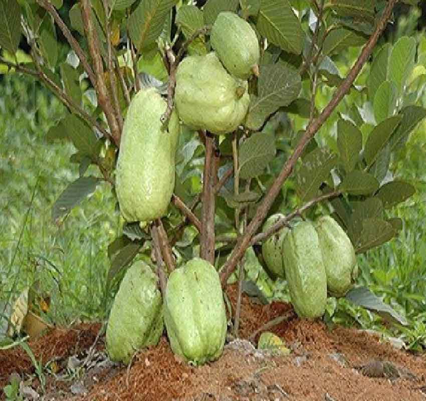 Công Dụng Hữu ích Của Trái ổi đối Với Sức Khỏe