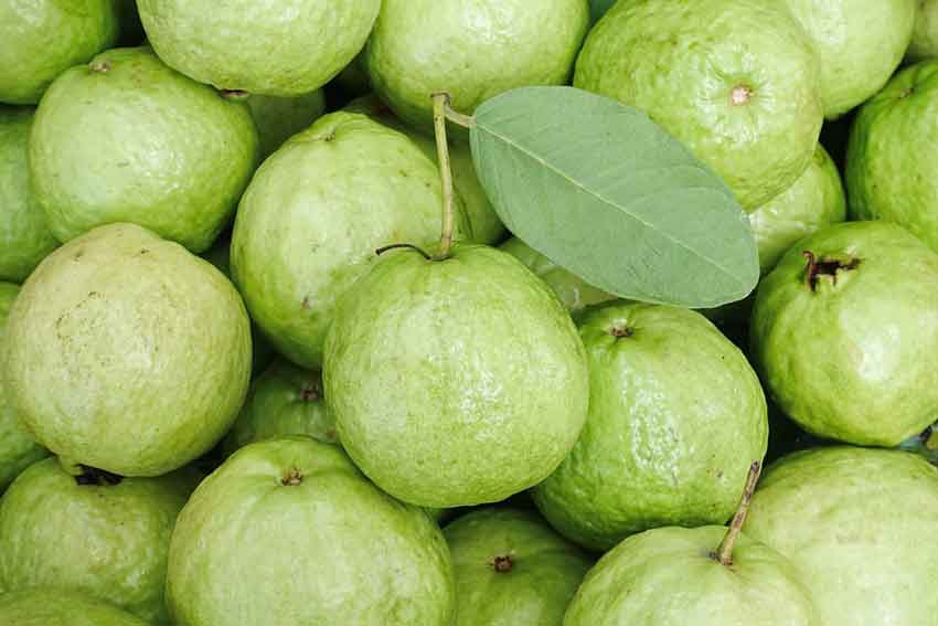 Công Dụng Hữu ích Của Trái ổi đối Với Sức Khỏe