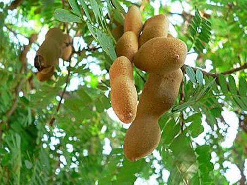 Công Dụng Giải Nhiệt Ngày Hè Của Quả Me (3)