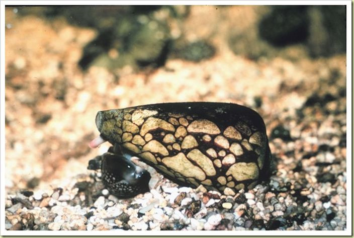 Ốc sên Marbled Cone